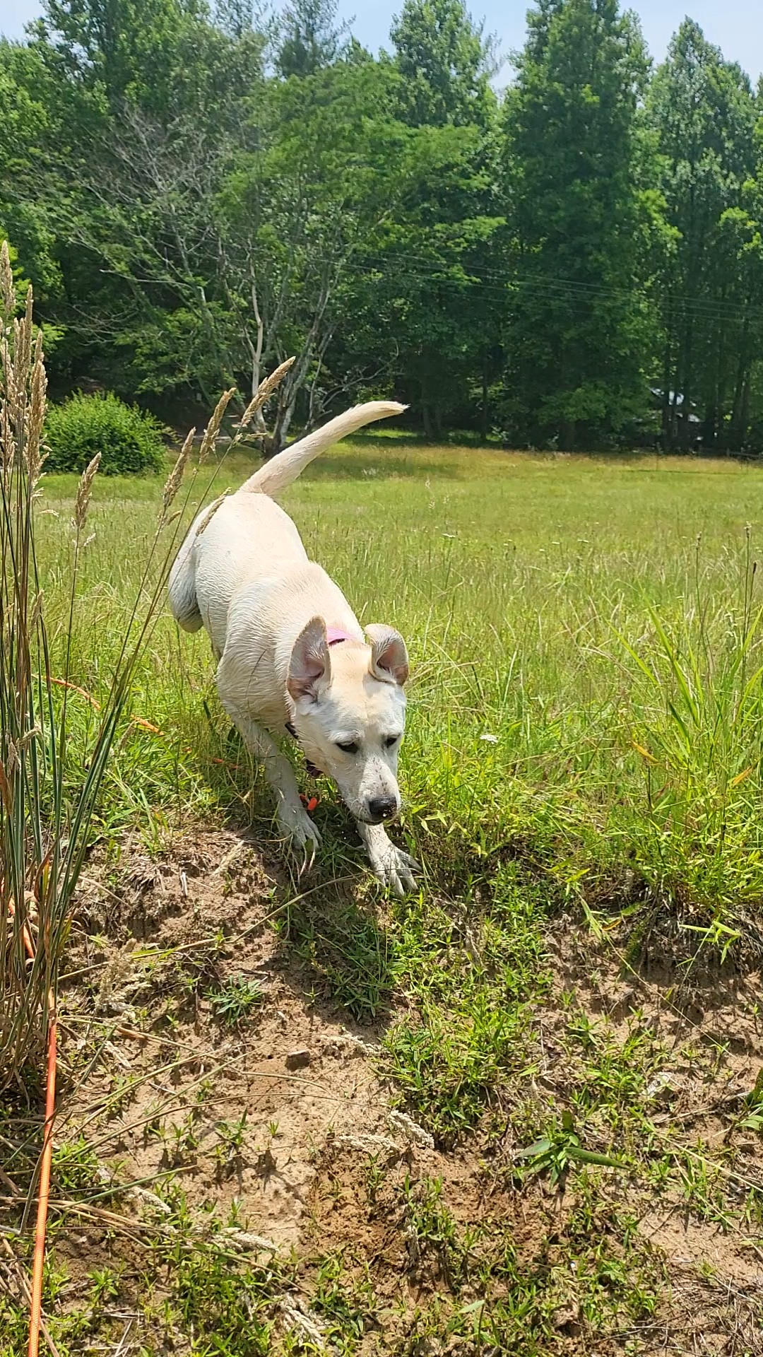 Deck and outdoor area